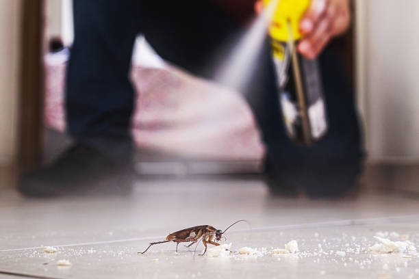 Best Spider Control Near Me  in Crossville, AL